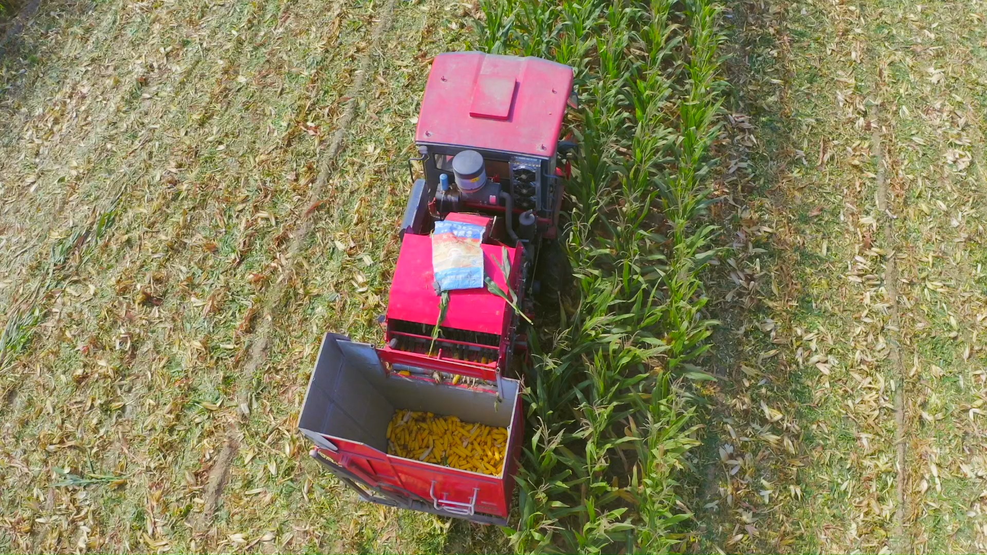 三行玉米收獲機 corn harvester picture